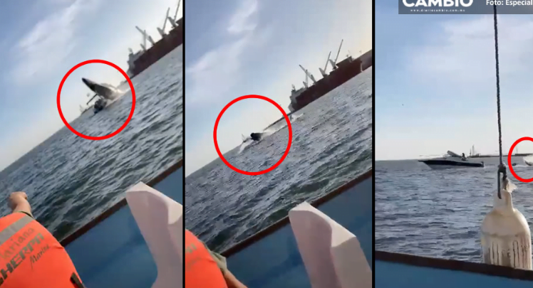 ¡Impresionante! Ballena salta fuera del agua y cae sobre lancha