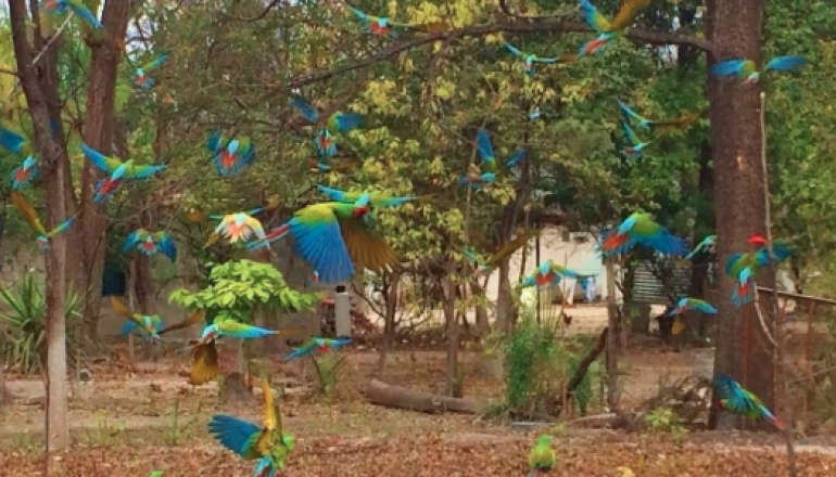Huyen guacamayas por otro incendio en Reserva de la Biosfera “El Cielo”