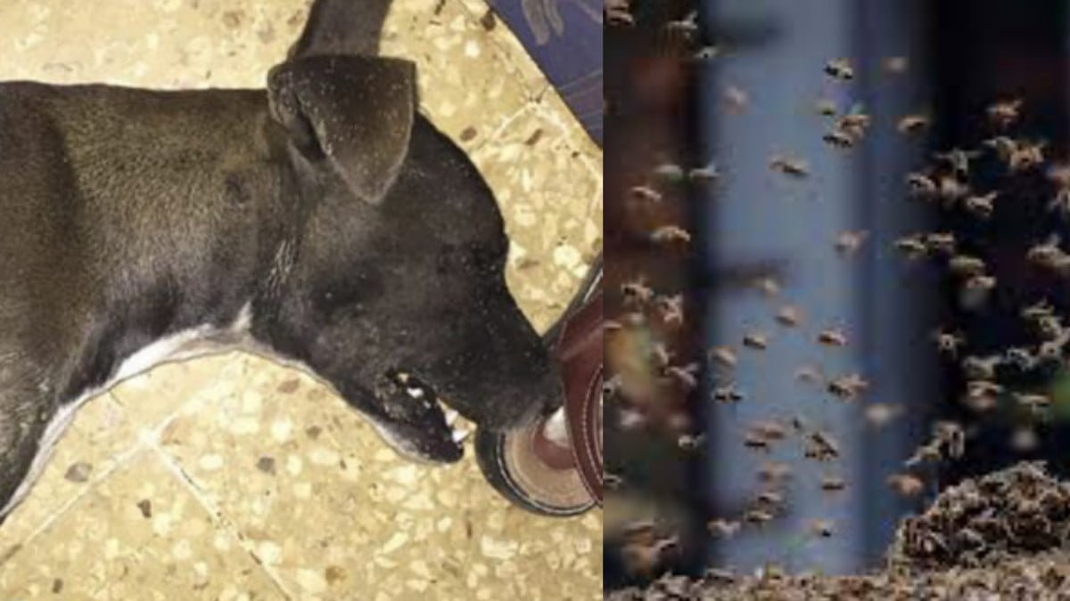 Mueren cuatro perritos tras ser atacados por abejas