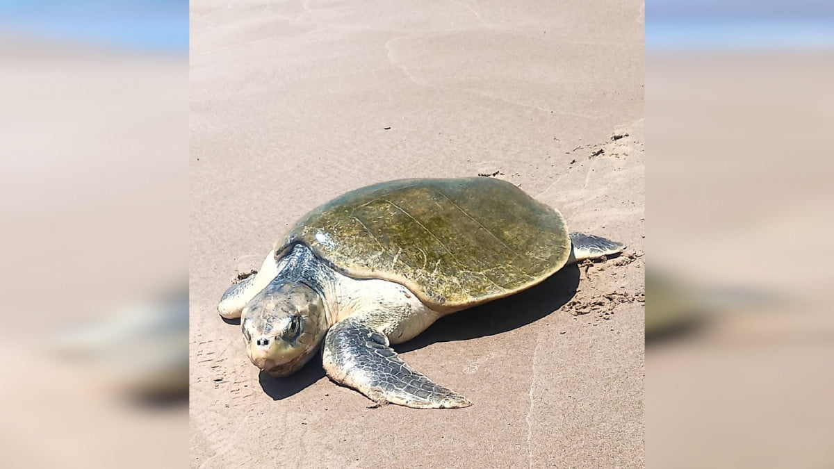 ¡Espectáculo en Altamira! Arriban tortugas marinas a desovar en playa Tesoro