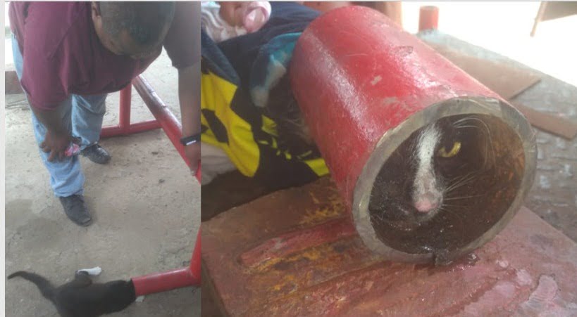 Bomberos de Altamira rescatan a gatito atrapado en un tubo