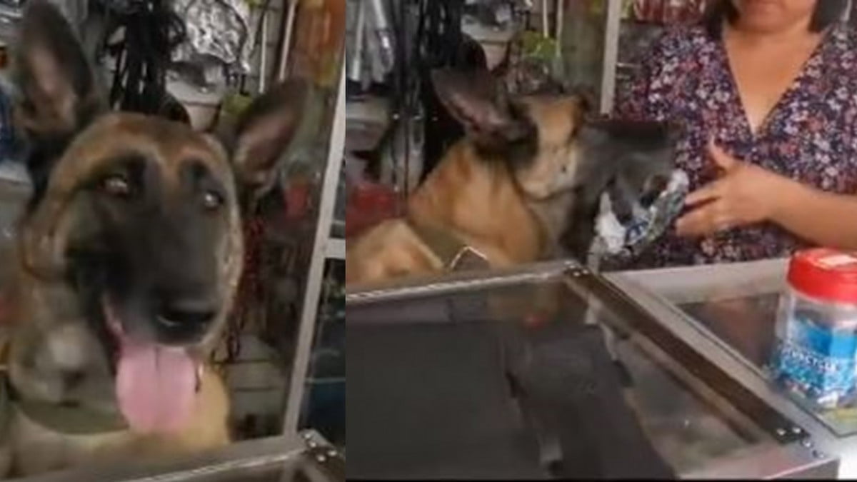 Perrito atiende ferretería y enamora a usuarios de redes sociales