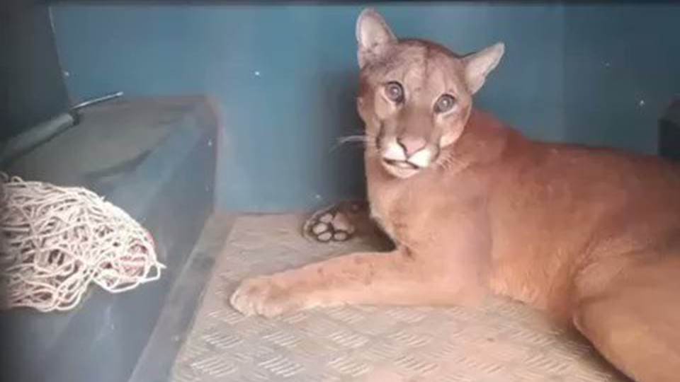 Un niño encuentra un puma en el baño de una escuela en Brasil