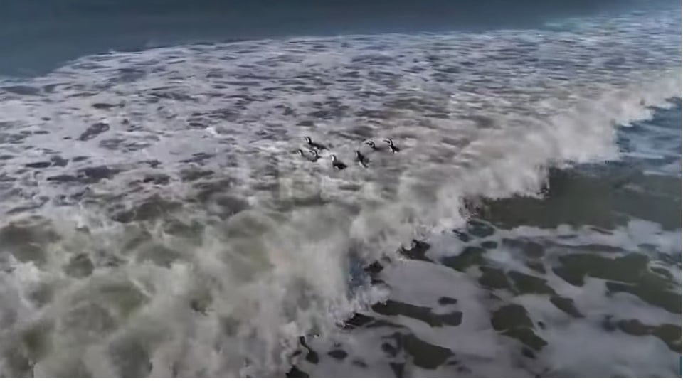 Pingüinos regresan al mar tras ser rescatados y rehabilitados
