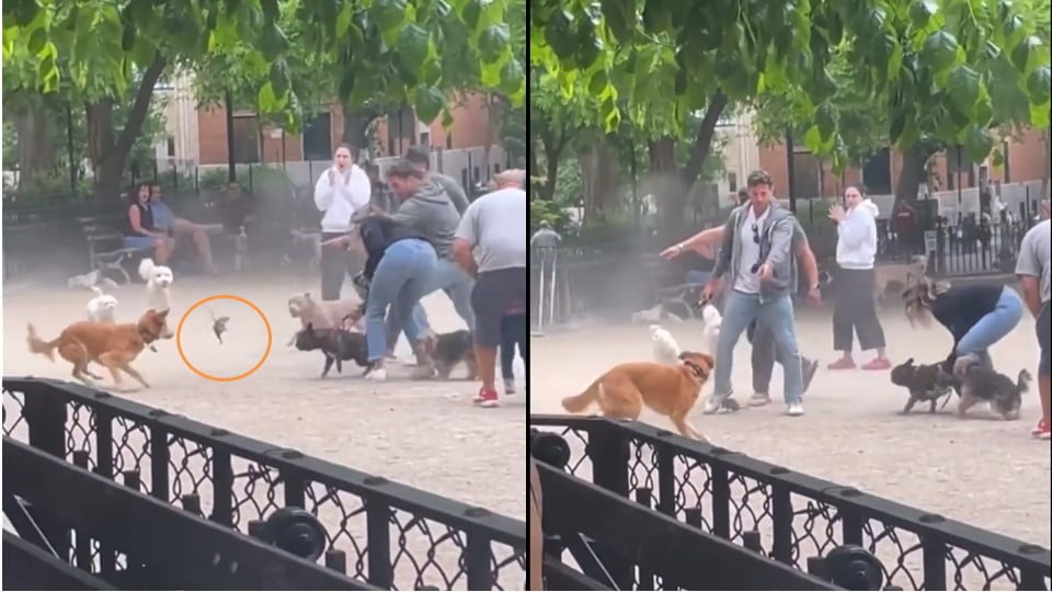 Rata es captada desatando caos en parque de perros