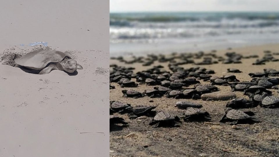 Piden a turistas respetar tortugas marinas en Playa Miramar