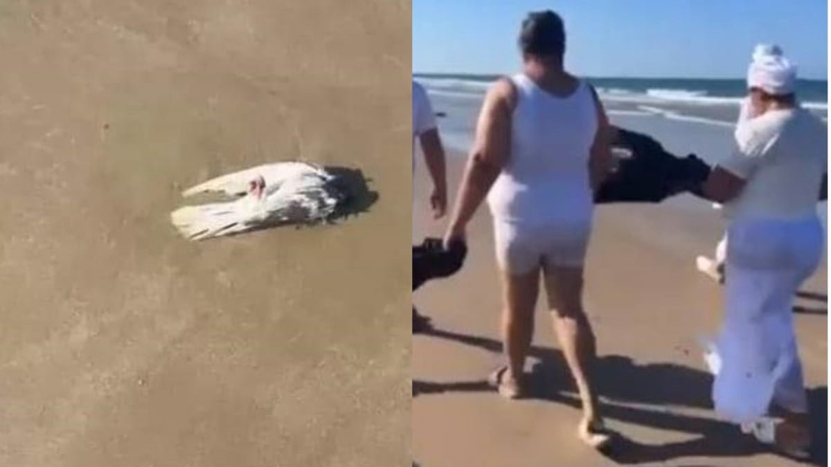 ¿Ritual satánico? Tiran animales muertos en playa Miramar