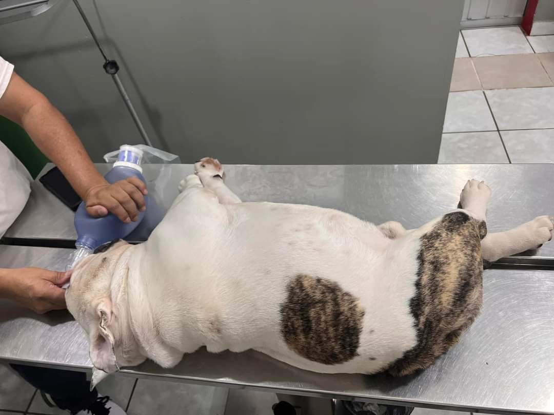 Llevó a su perrito al veterinario y murió asfixiado, solo quería que le cortaran las uñas