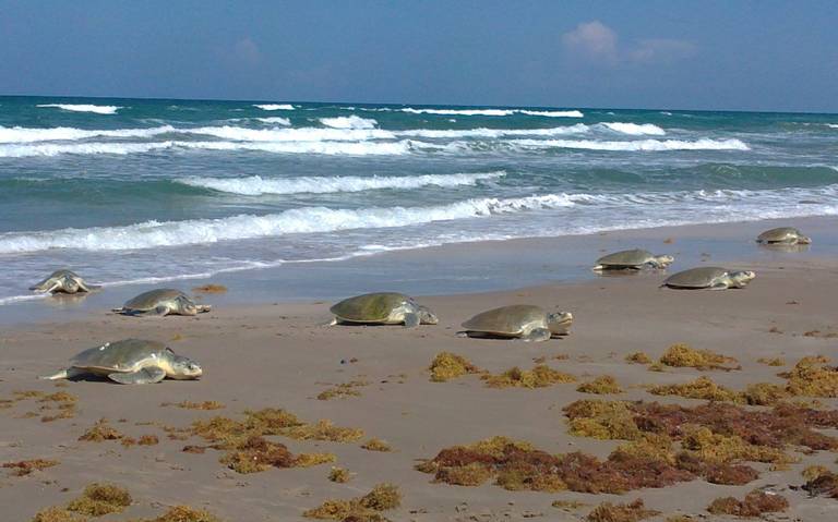 Arriban a costas tamaulipecas más de 500 ejemplares de tortugas
