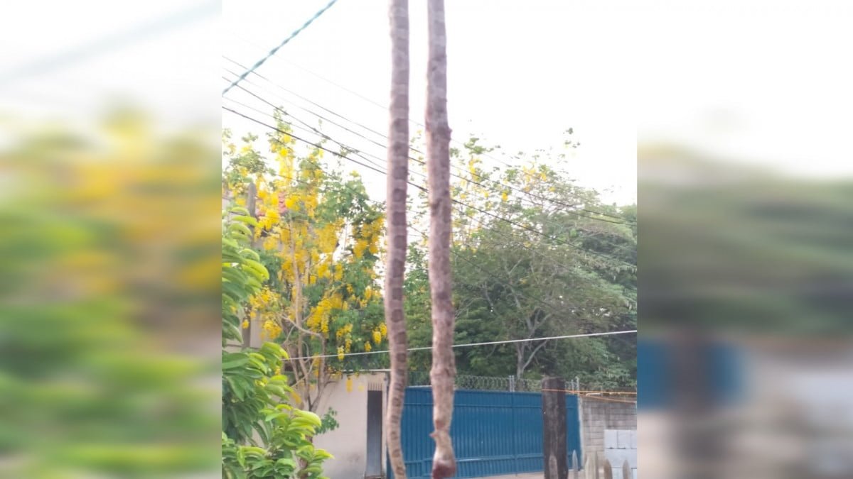 Aparecen víboras en casas de Tampico