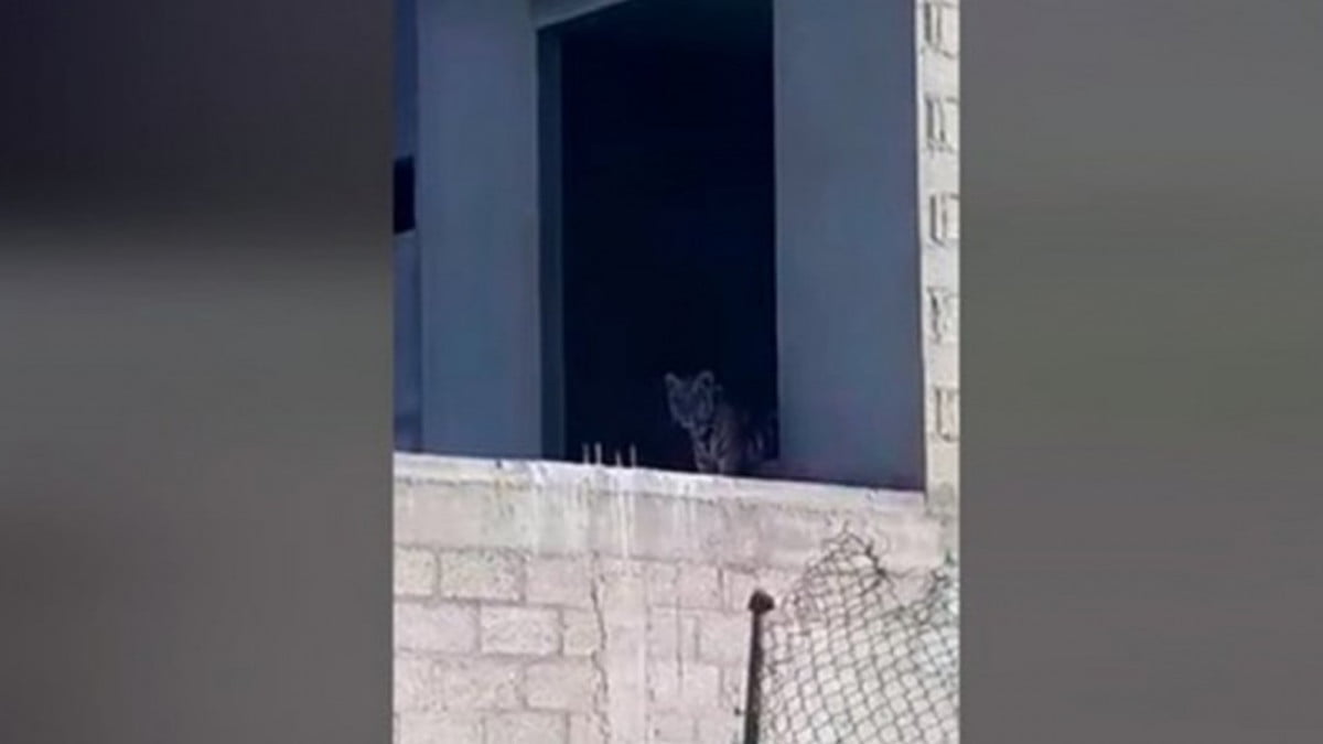 ¡Peligro! Tigre es captado dentro de vivienda en construcción