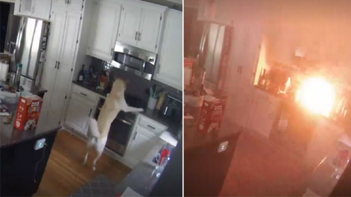 ¡Travesura le sale cara! Perrito incendia su casa al prender estufa por accidente