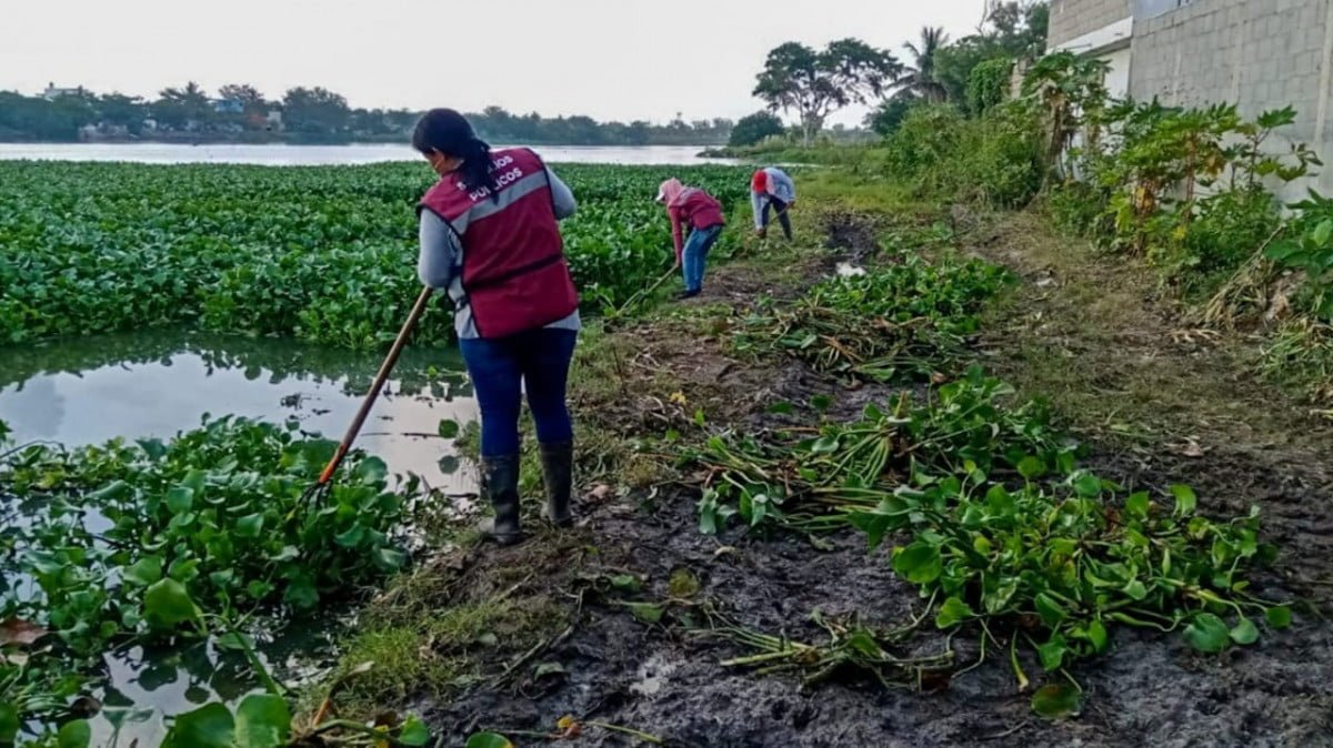Retiran Desechos y Lirio Acuático de Lagunas en Ciudad Madero