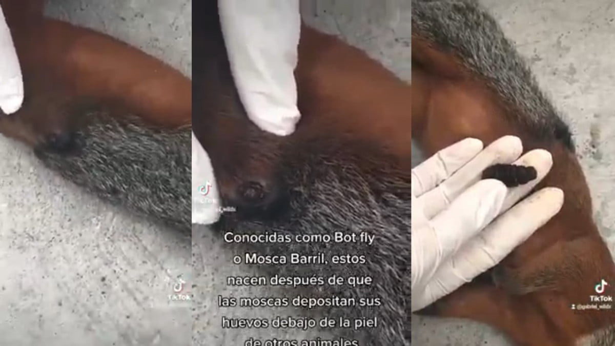 Encuentran huevo de mosca dentro de la piel de una ardilla