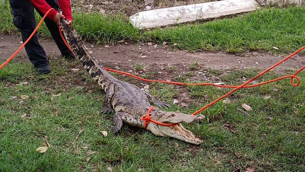 Enorme cocodrilo ataca a sujeto que invadió su nido