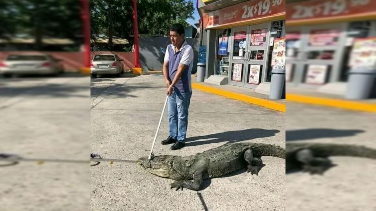 Cocodrilo de casi dos metros de largo sale a pasear a las calles de Tampico