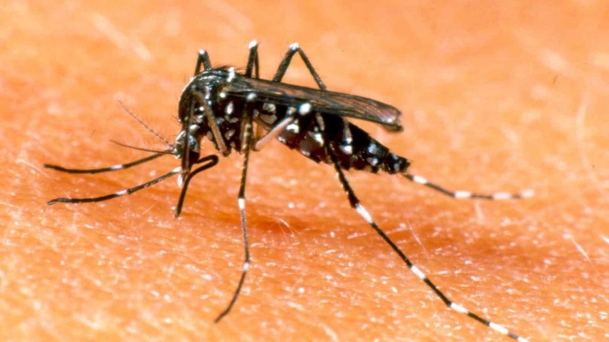 Tamaulipas se clasifica entre los 13 estados libres de dengue en lo que va de 2022