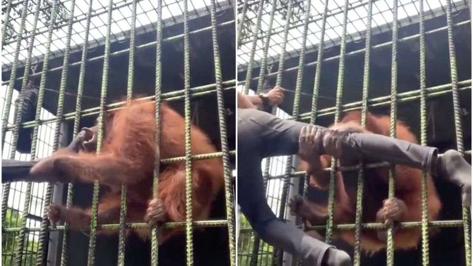 Pánico en zoológico: Orangután ataca a joven que lo molestó