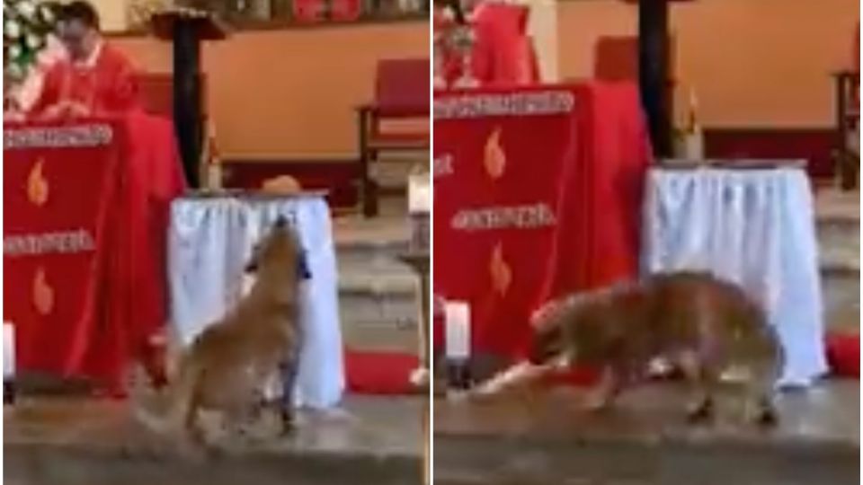 Perrito se roba pan en plena misa y se vuelve viral