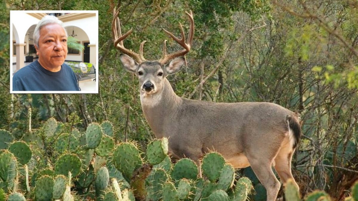 Activista pide reglamento estatal para proteger la fauna de los 43 municipios