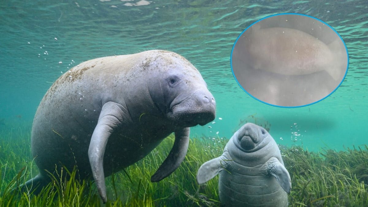 Captan a familia de manatíes en laguna del Carpintero