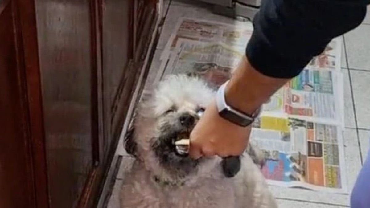 Perrito solo come galletas con mantequilla imaginaria