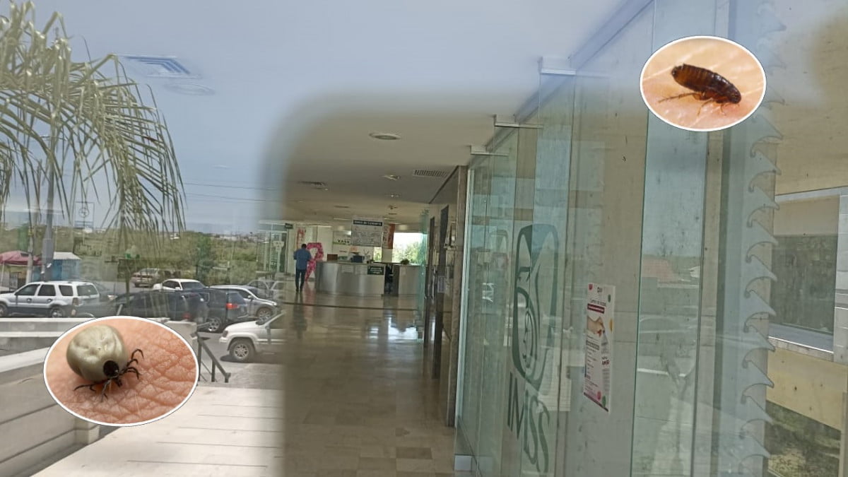 Cerrarán clínica ante aparición de pulgas y garrapatas