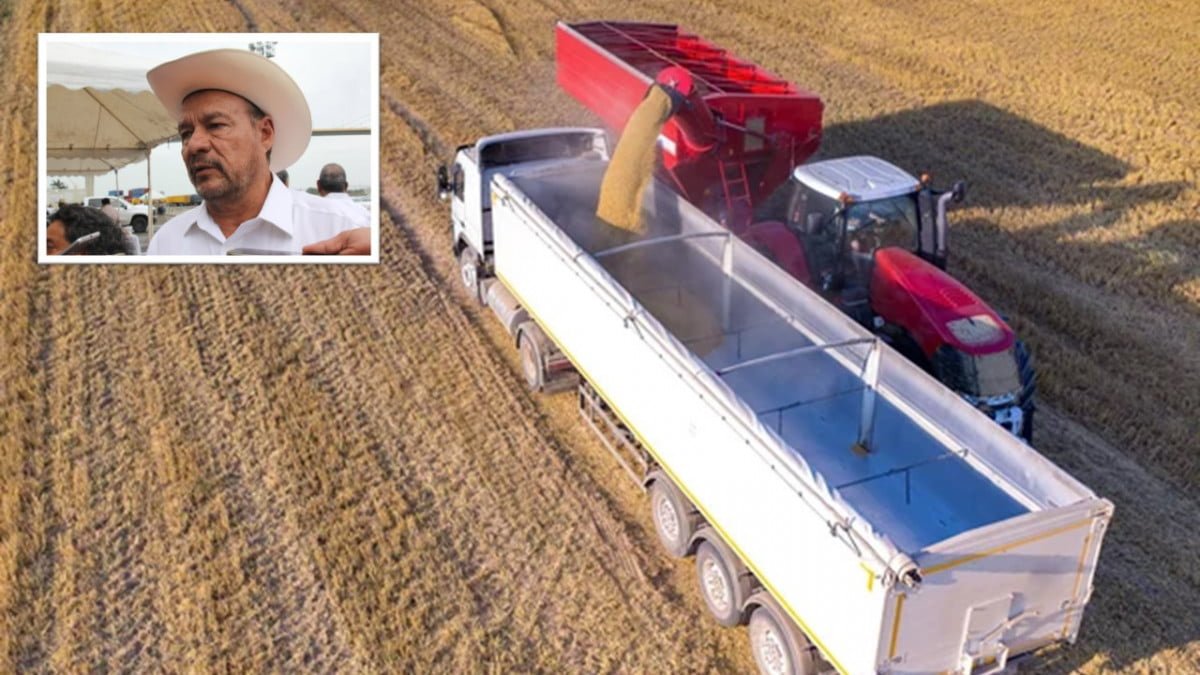 Productores agrícolas importan semillas para poder sembrar granos
