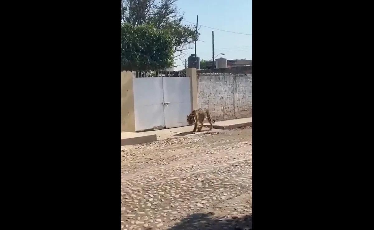 Captan a tigre de Bengala deambulando por calles