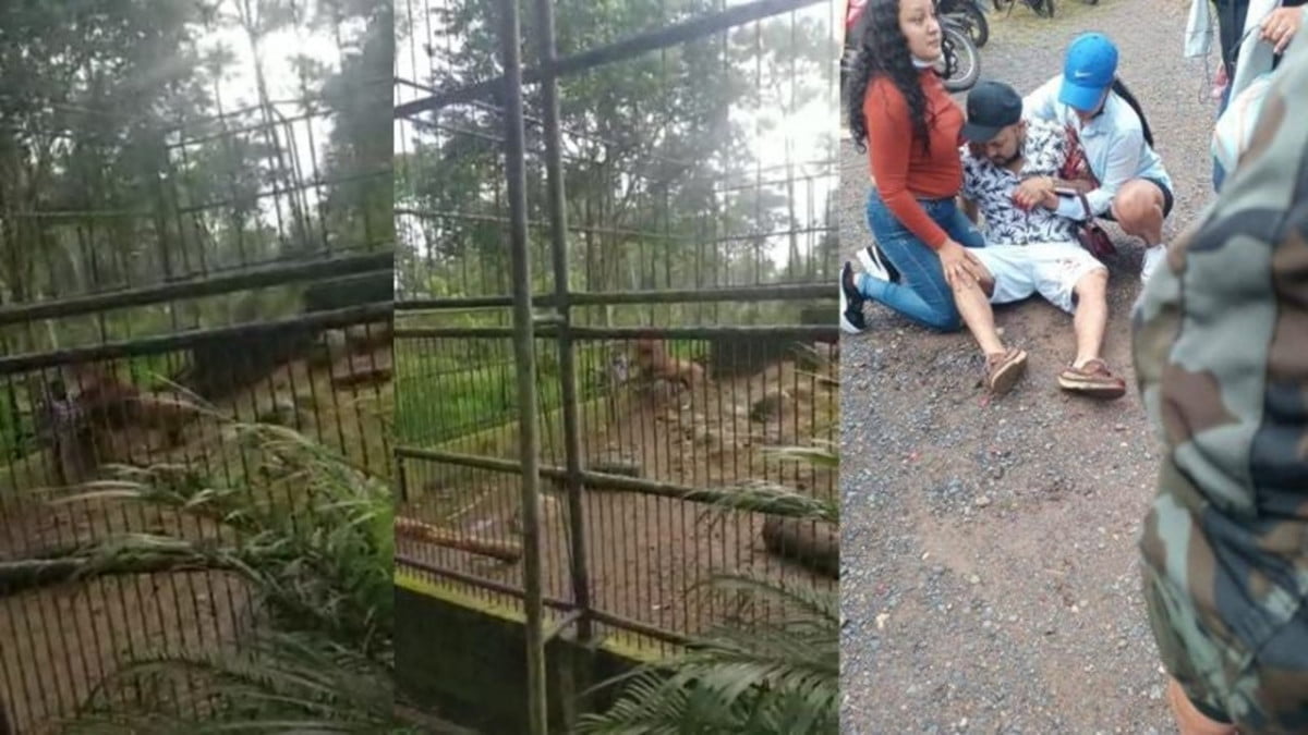 León casi le arranca un brazo a visitante en el zoológico