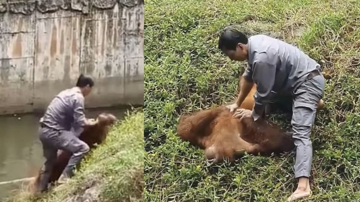 Empleado del zoológico salva a orangután de morir ahogado