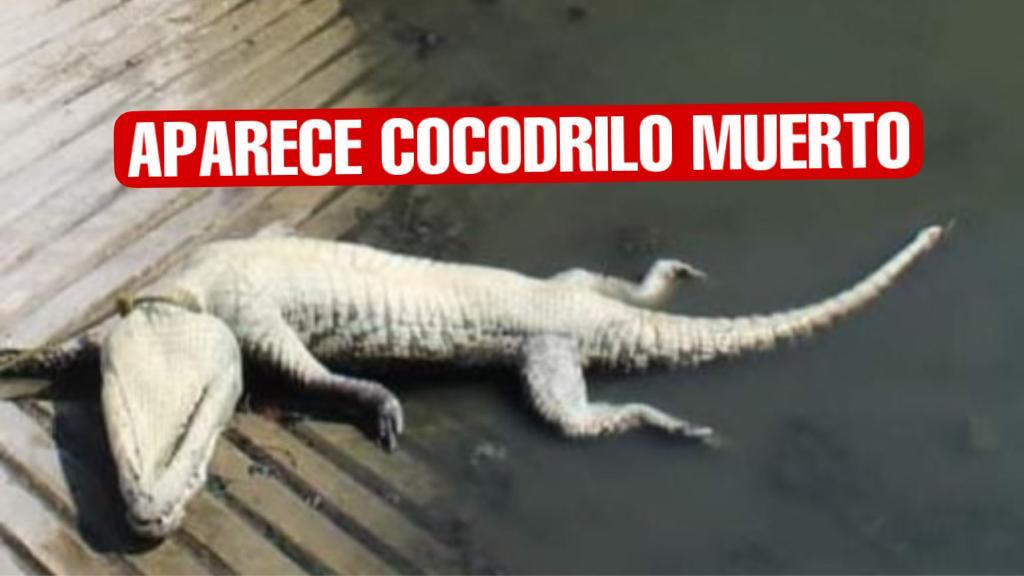 Aparece cocodrilo muerto en el canal de la Cortadura