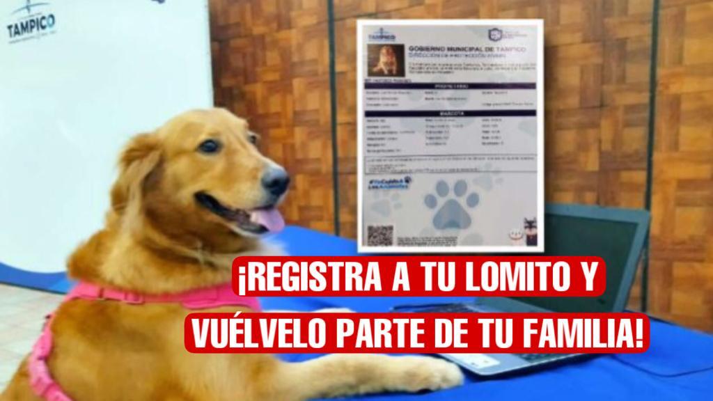 Registrar a tu lomito te ayuda a no extraviarlo ¿Dónde puedes hacer el trámite? 