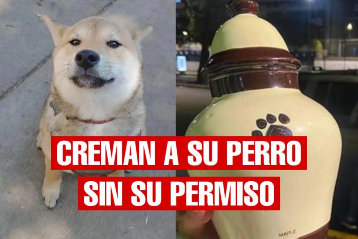 Manda a su perro a campamento y se lo entregan cremado
