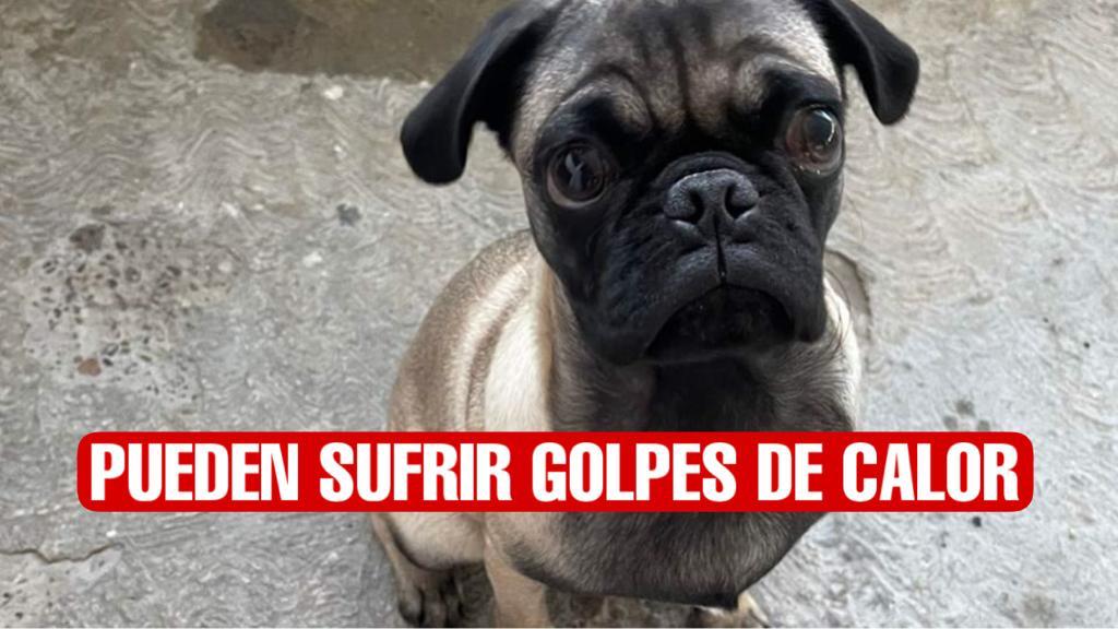 Mascotas pueden sufrir golpes de calor