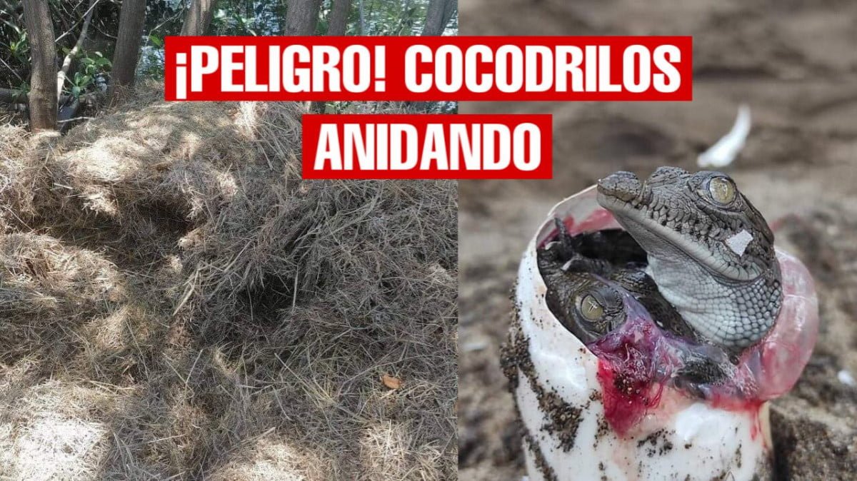Julio y agosto como los meses más peligrosos por cortejo y anidación de cocodrilos en laguna del Carpintero