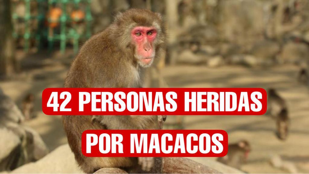 42 personas heridas tras ataques por macacos en Japón