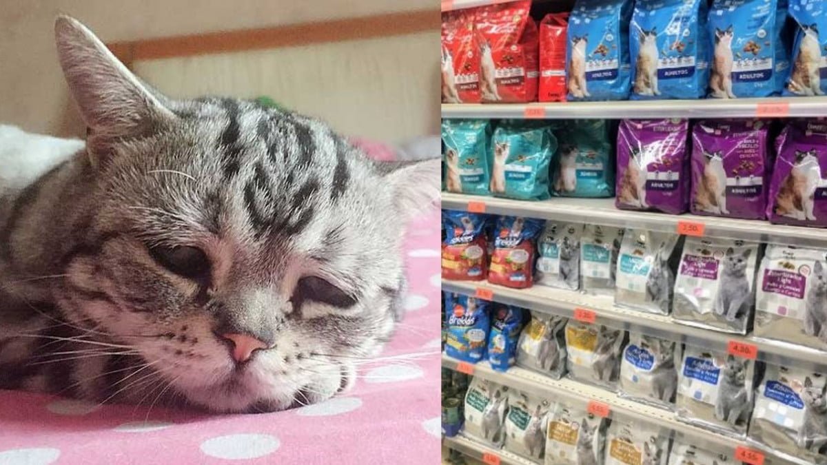 Estas son las marcas de alimento dañinas para tu gato