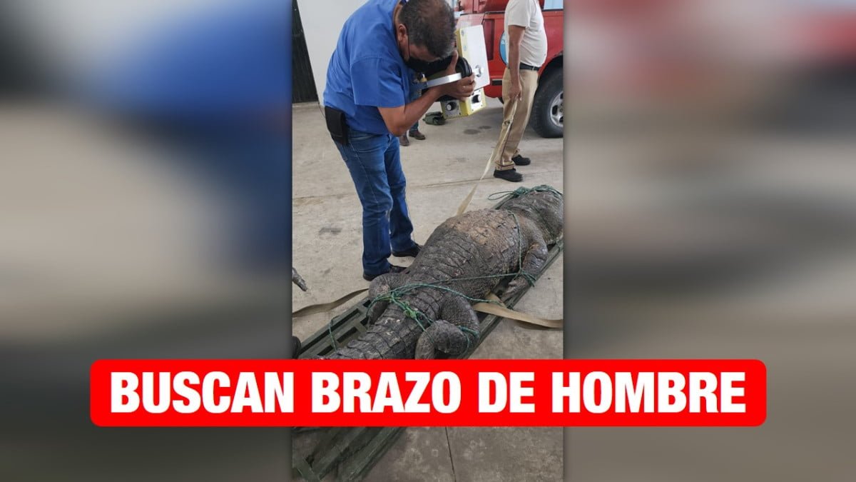 Toman rayos X a cocodrilo; buscan en su interior brazo de su víctima.