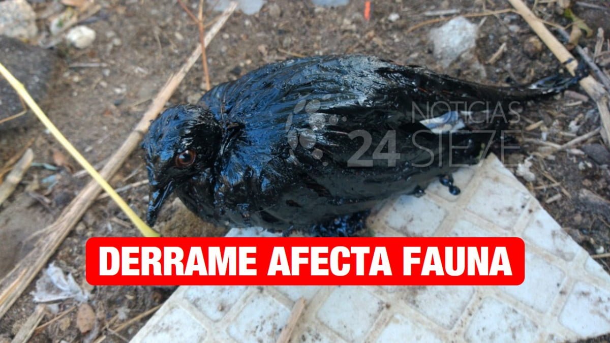 Se fuga crudo al drenaje de Altamira; la fauna ya está siendo afectada.