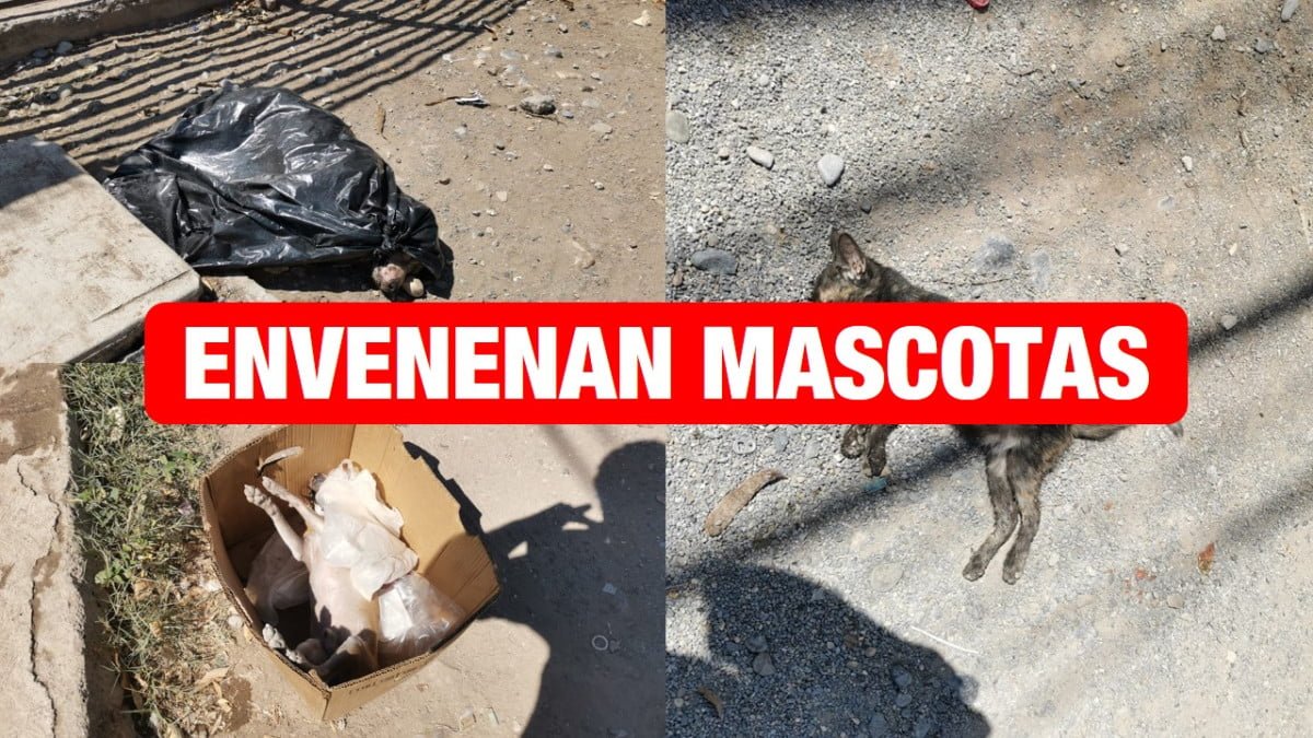Envenenan mascotas en Colonia Liberal.