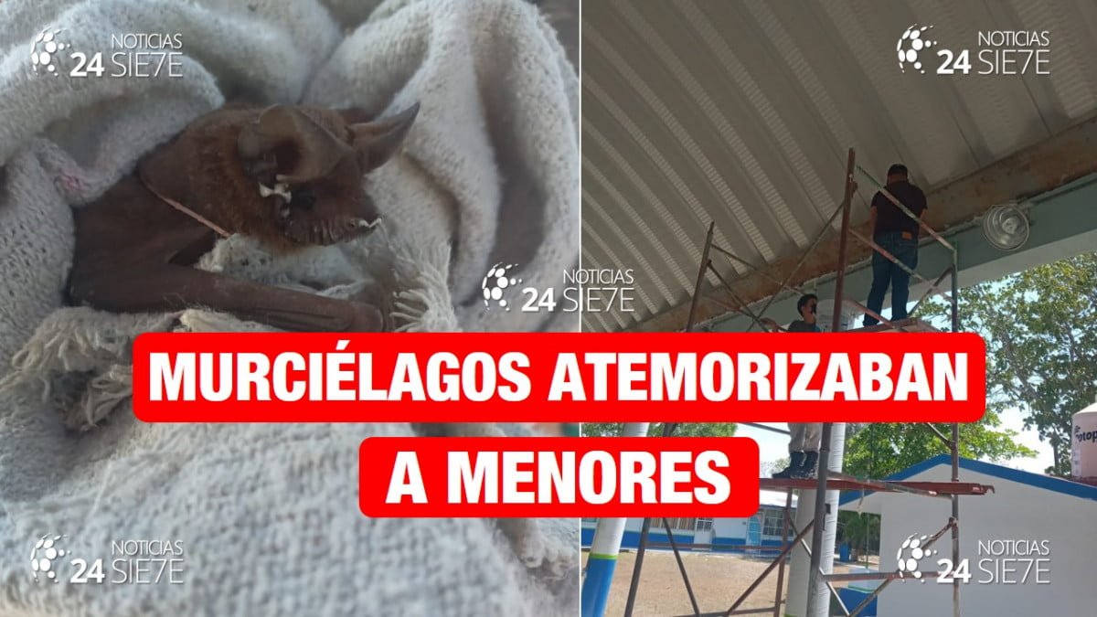 Murciélagos aterrorizaban a estudiantes de escuela primaria en ejido de Altamira.