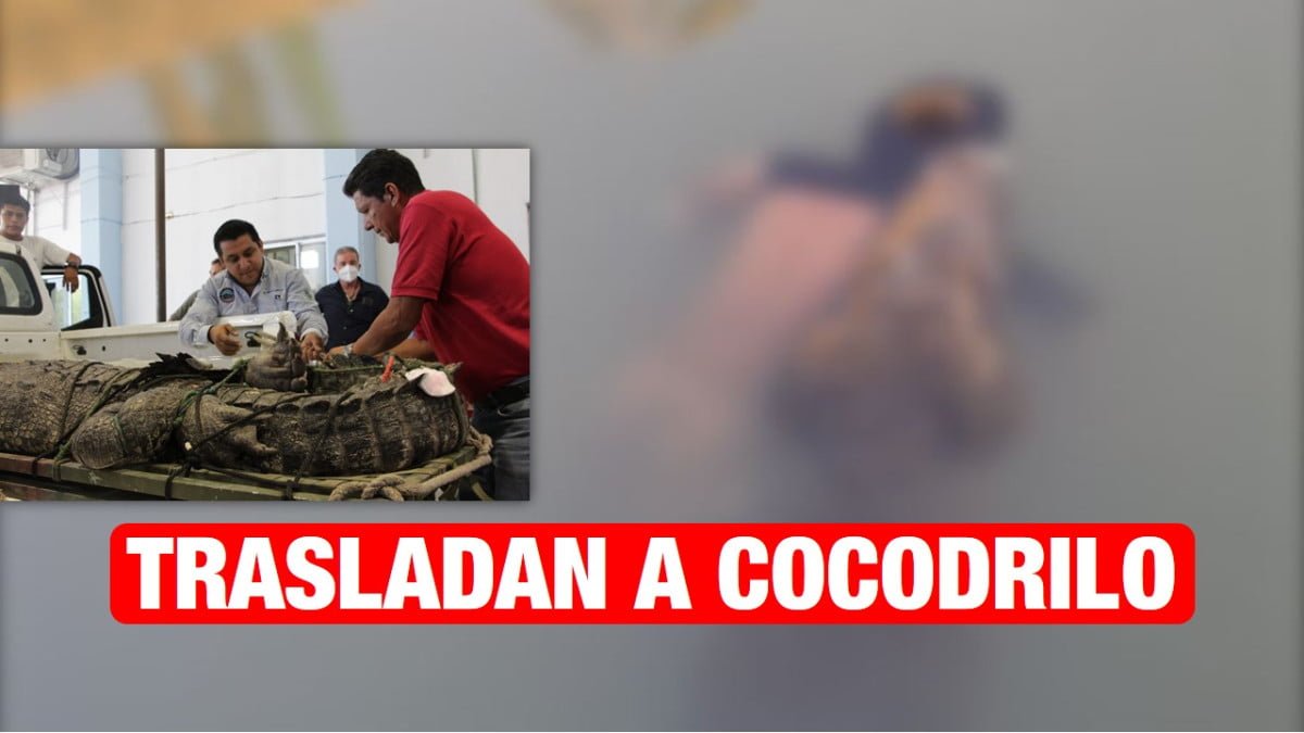 Llevan a un UMA particular en Altamira al cocodrilo que atacó a joven en la Laguna del Carpintero.