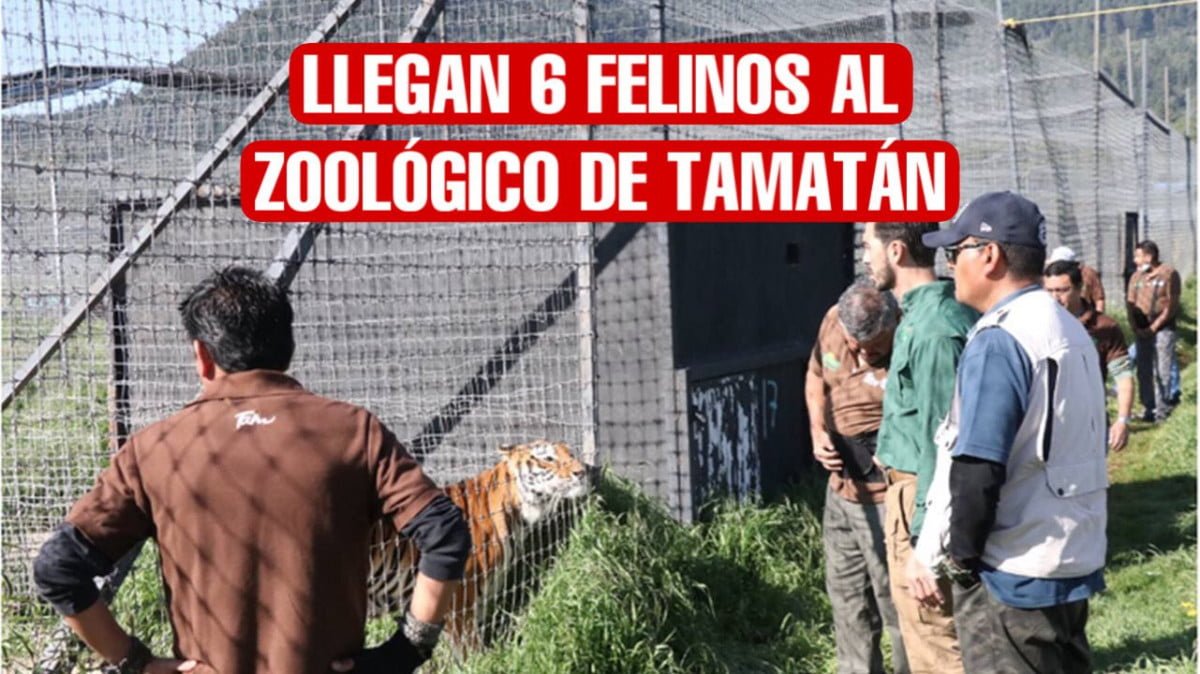 Llegan felinos rescatados de Black Jaguar-White a Zoológico de Tamaulipas