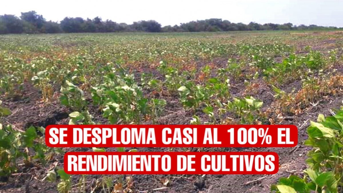 Disminuye casi al 100 % rendimiento de cultivos en Altamira por la sequía