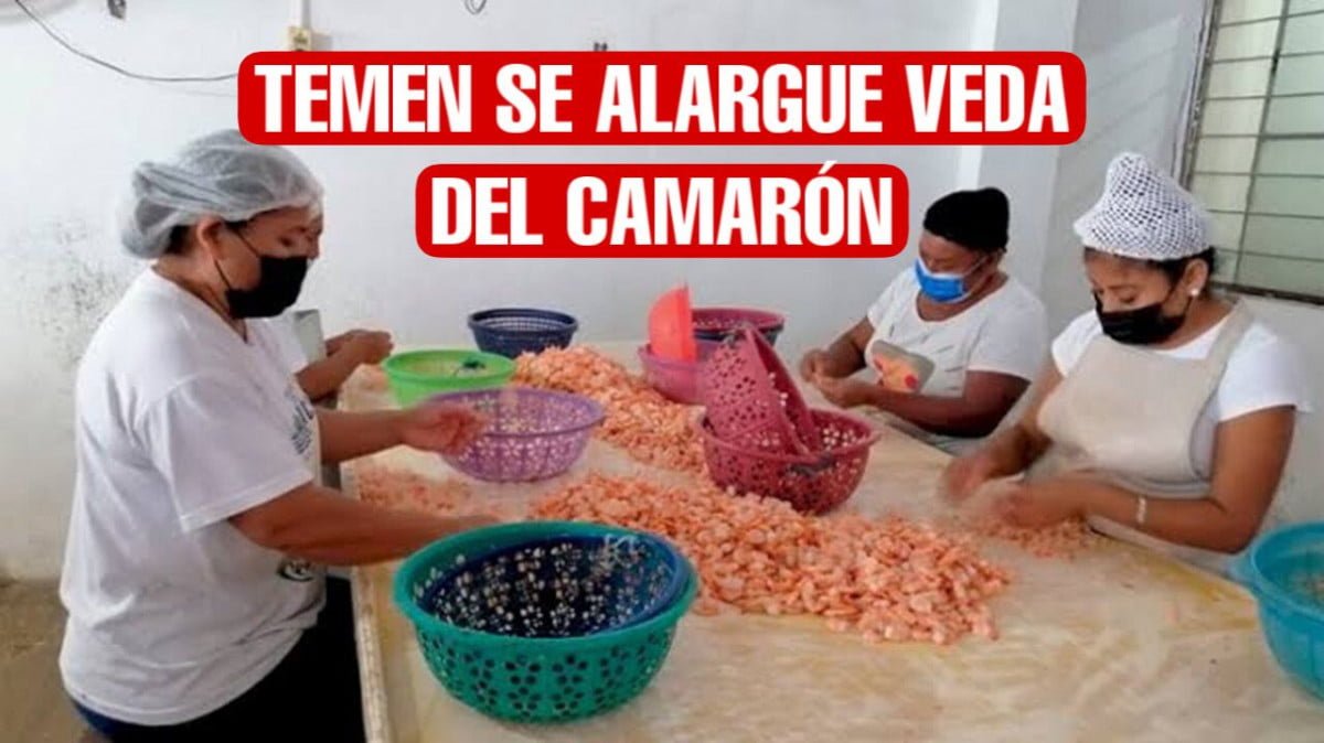 Temen se alargue veda del camarón; despicadoras tienen la esperanza en las granjas