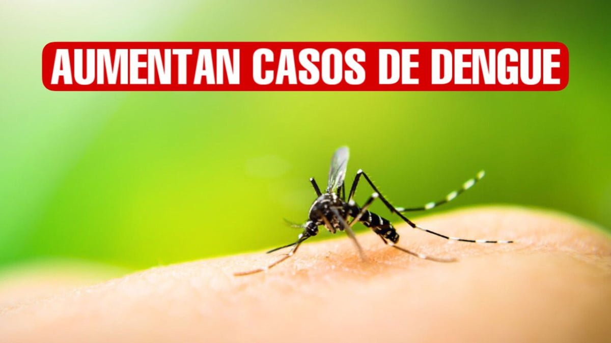 En alerta Nuevo Laredo por proliferación del mosquito del dengue Noticias Siete