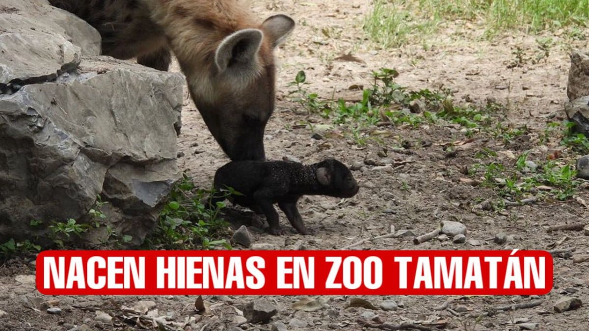 Nacen crías de hiena moteada en Zoo Tamatán de Ciudad Victoria