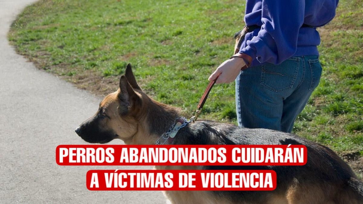 Mujeres víctimas de violencia contarán con perros protectores