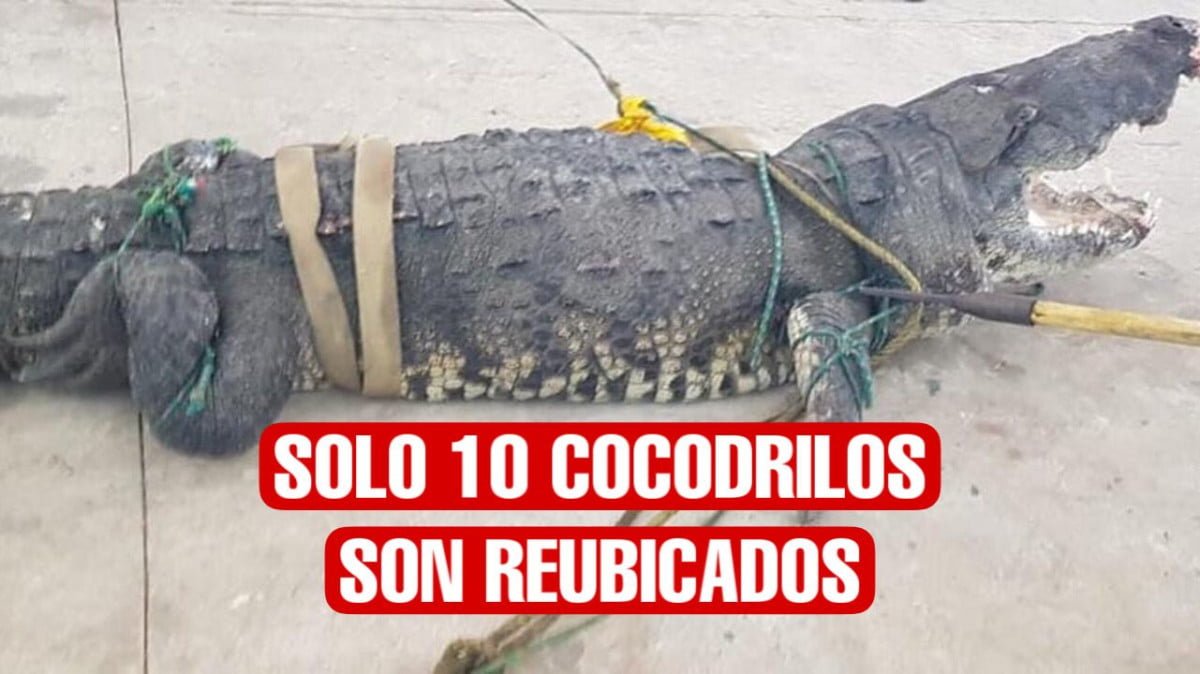 Sólo 10 cocodrilos han sido reubicados de lagunas de Tampico